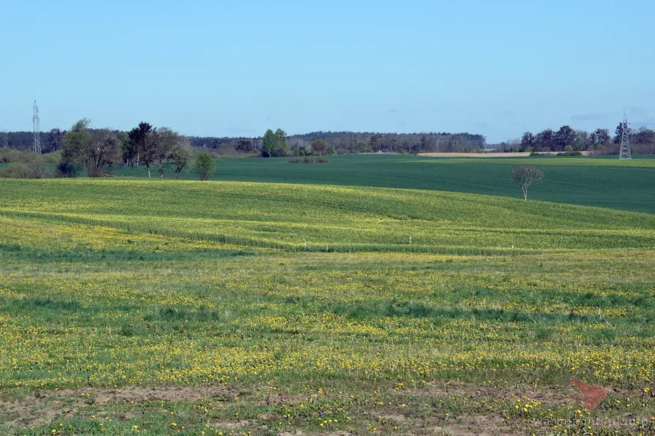 Mazury