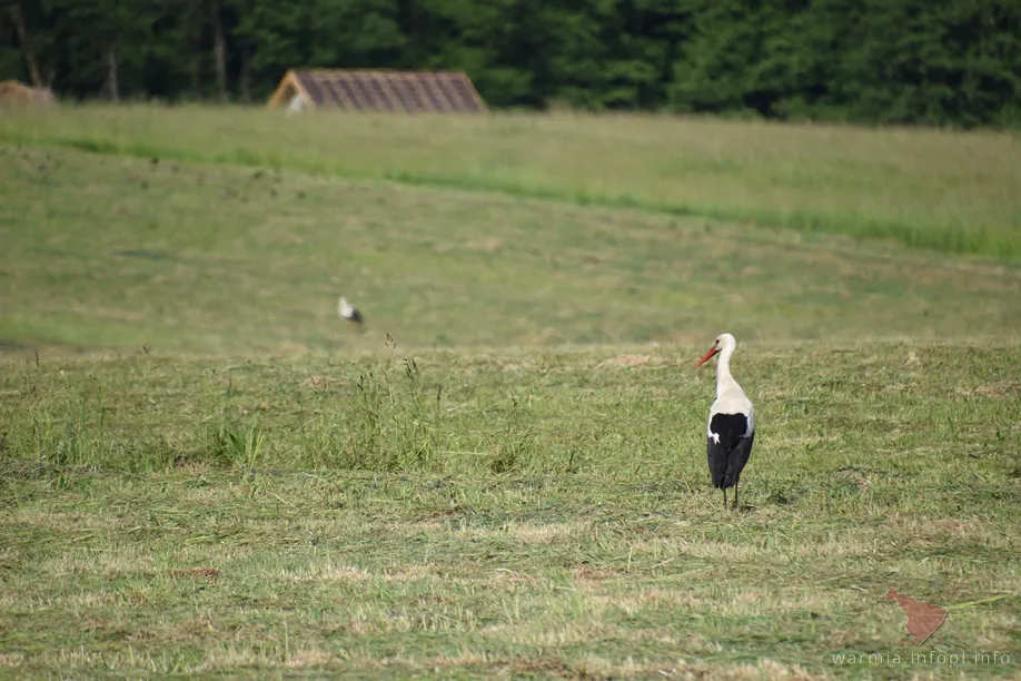 Warmia